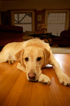 Inspirational Hardwood Cleaning Tips for You | Kevin\u0026#39;s Professional ...