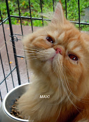 RIP MAXI LEFT FOR KITTY HEAVEN ON 29-03-13