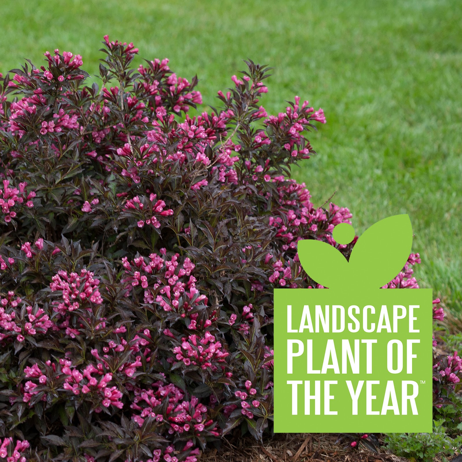 746 Best Garden Shrubs Images In 2020 Shrubs Garden Plants