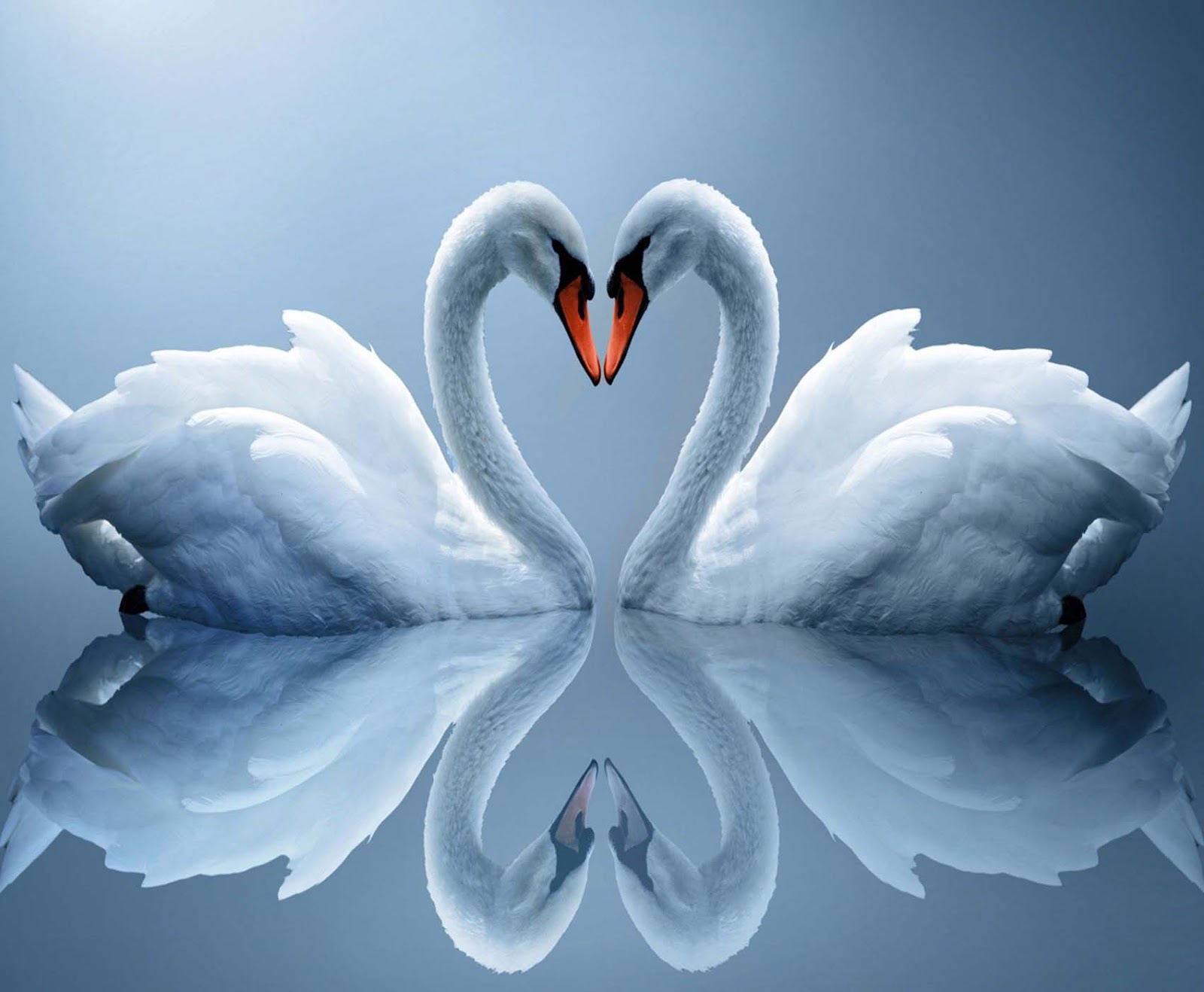 pentium Beautiful photos of Love Birds Most Beautiful Picture of