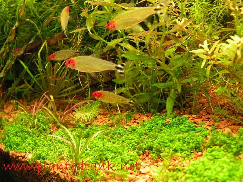 Sekilas Profil Nose Tetra ( Rummynose tetra ) Dan Cara Merawatnya