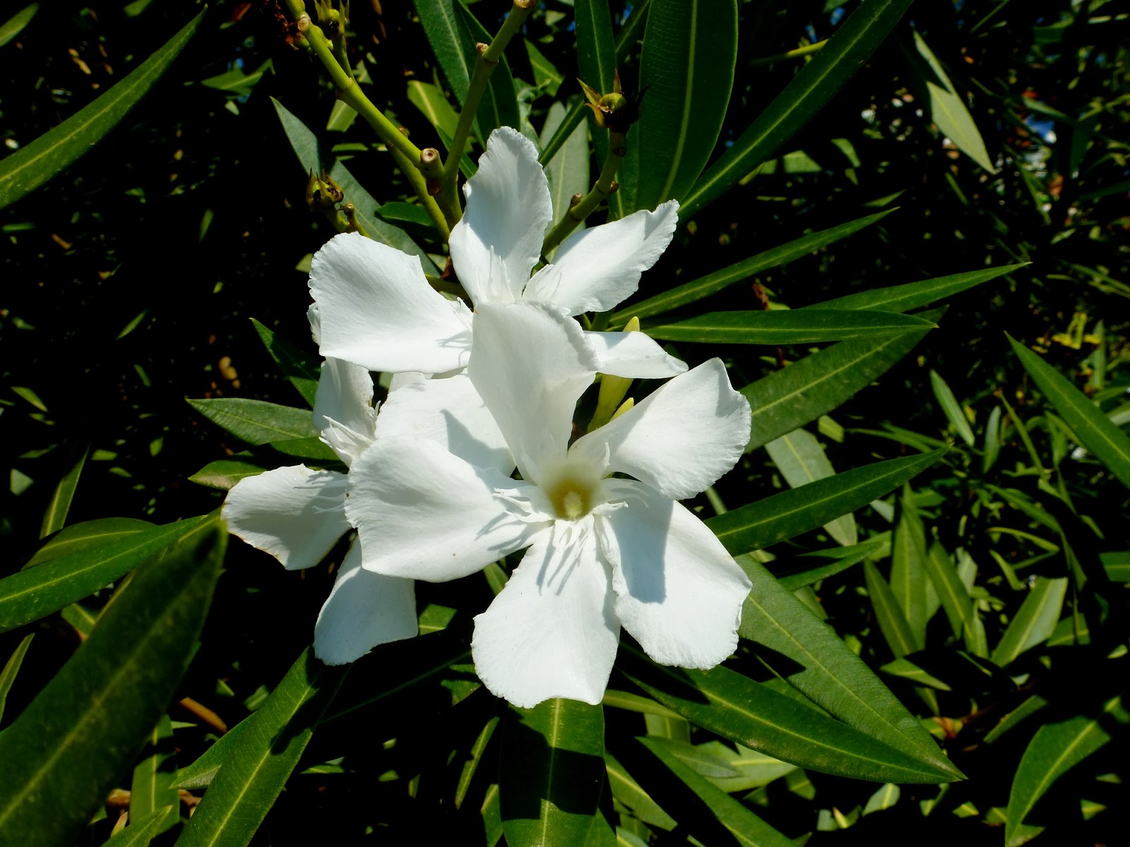 Árboles con alma: Adelfa. Baladre. (Nerium oleander)