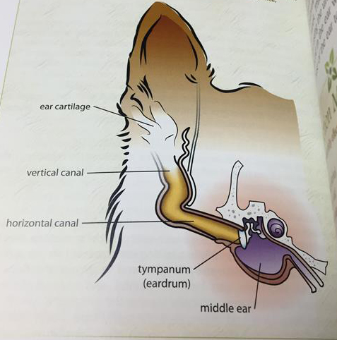 What's that Dog thinking