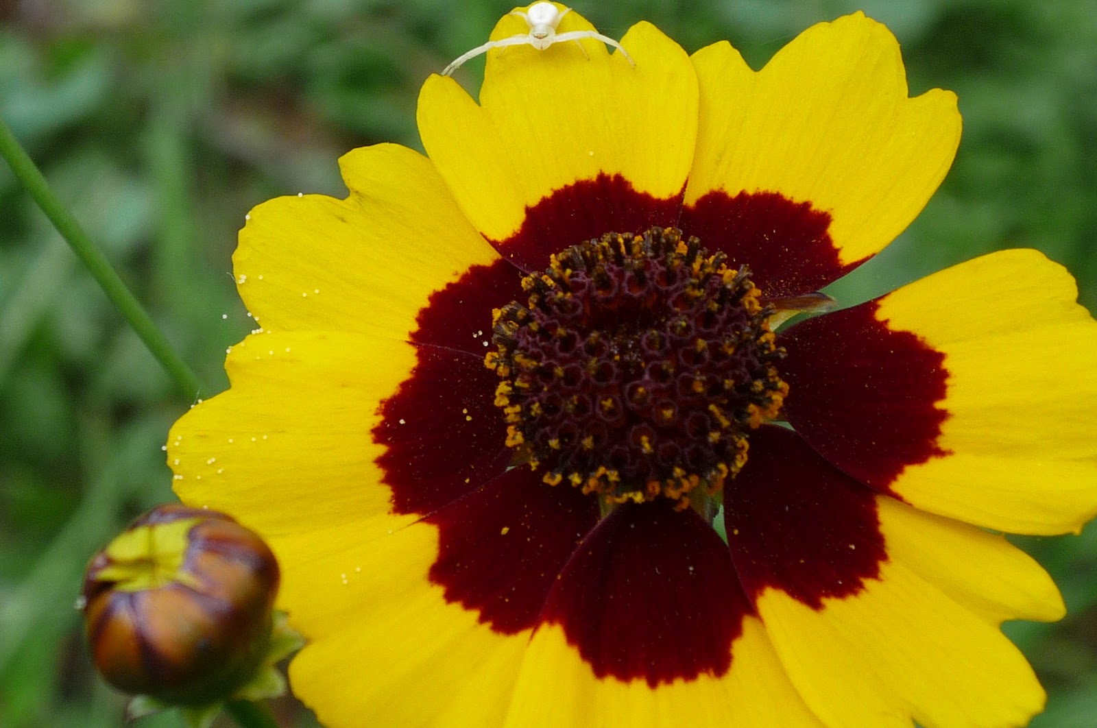 Vermont backyard flowers. August in Vermont Electrifying South