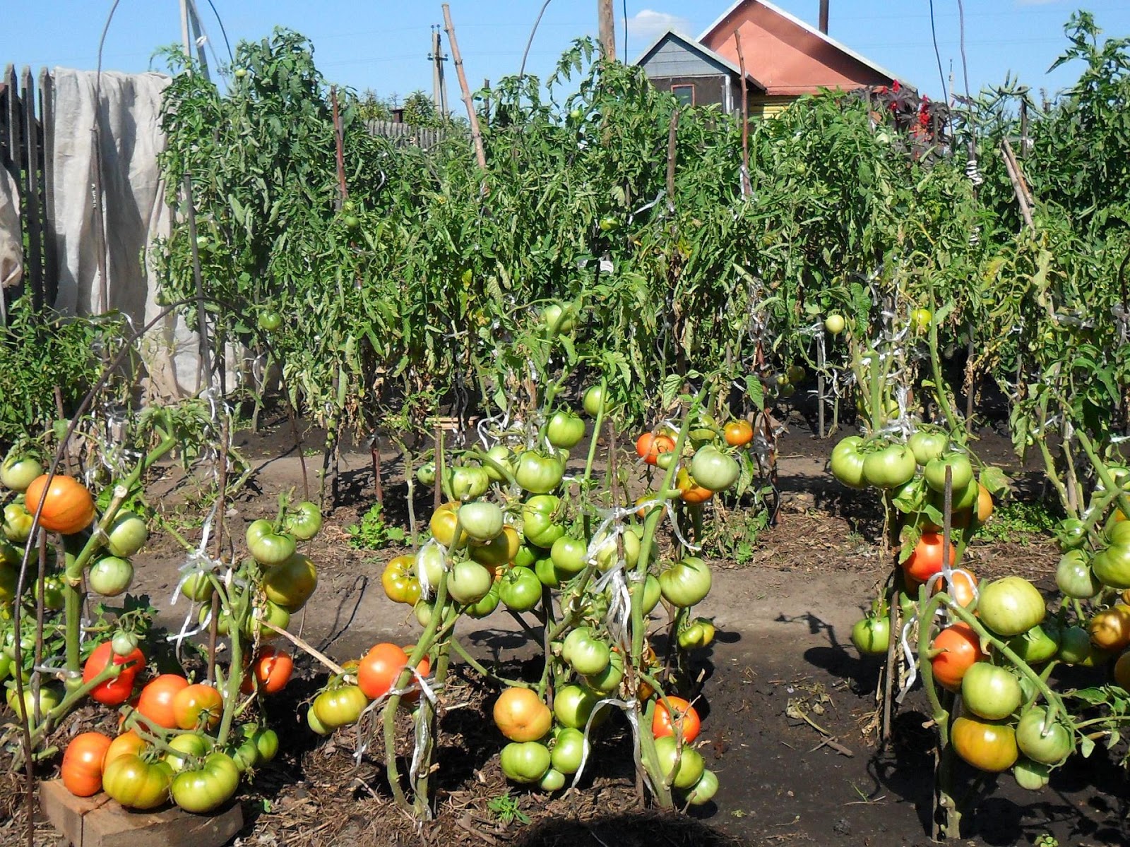 Выращивание помидоров для начинающих. Помидоры на грядке. Томаты в открытом грунте. Помидоры в огороде в открытом грунте. Помидоры растут.