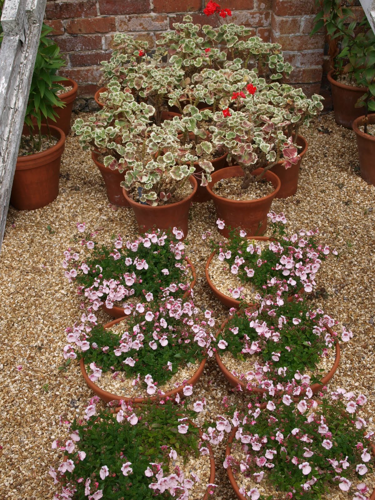 Ragged Robin's Nature Notes Osborne House and a Cream Tea at Ventnor