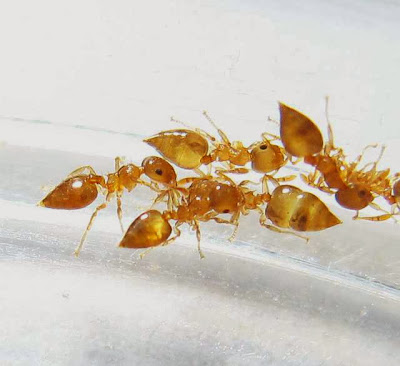 Workers of a small Crematogaster ant