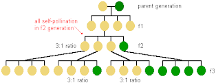 Figure illustrating how a recessive trait appears in F1, F2, and F3 generations after a cross. In F1, the trait is hidden. In F2, a quarter of individuals show the recessive trait. In F3, 3/16 of individuals show the recessive trait.