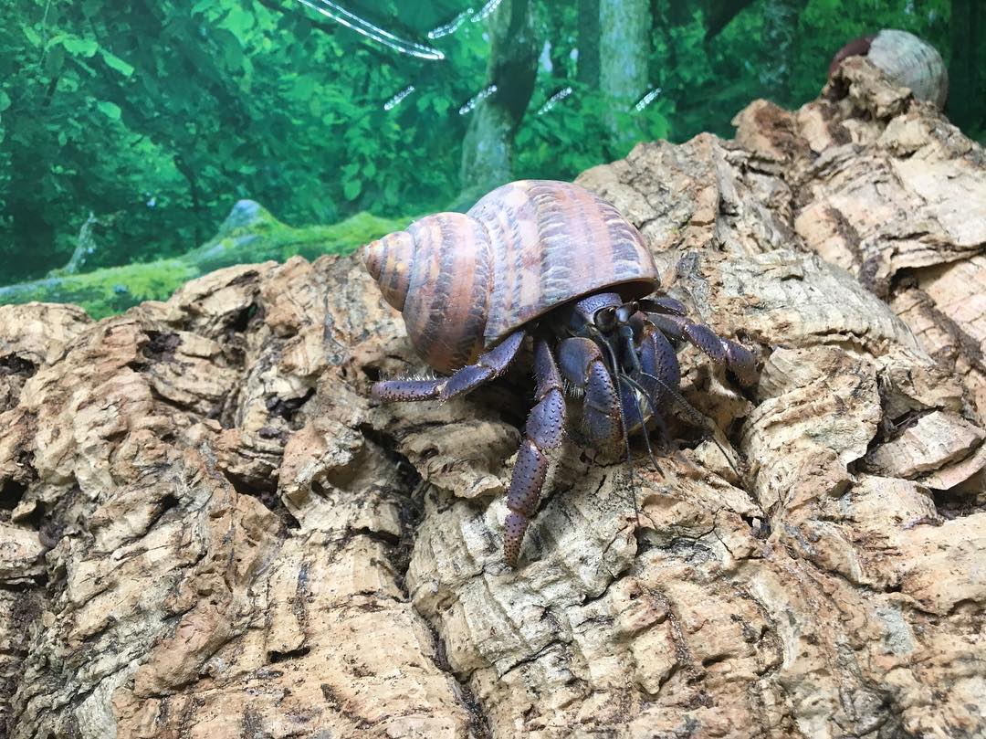 Hermit Crab Cottage How To Clean Your Crabitat