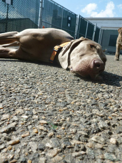 Basil & Daycare 17 Apart