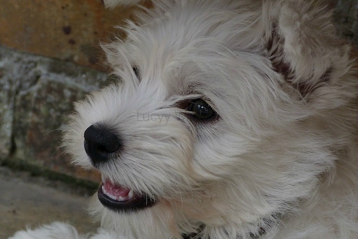 a picture of a westie at 11 weeks