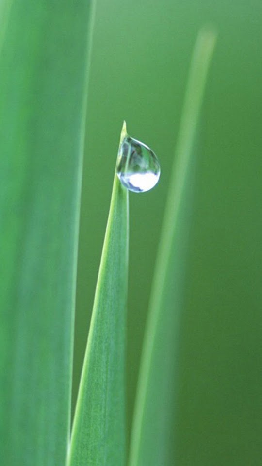   Dew On The Tip Of A Leaf   Android Best Wallpaper