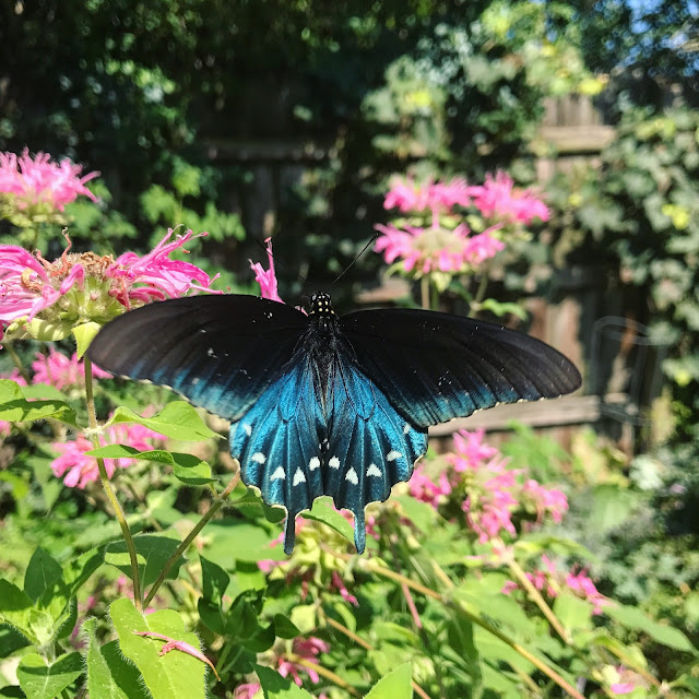 Pipevine Swallowtail Franklin Tennessee
