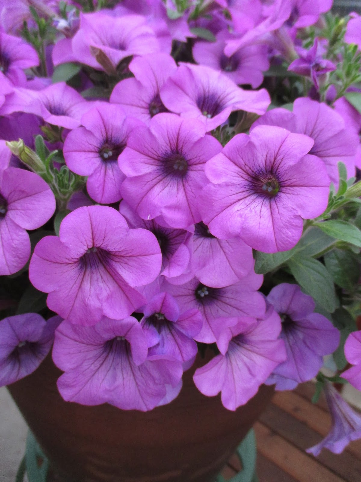Moondust Jewels Pressed Flowers Tiara