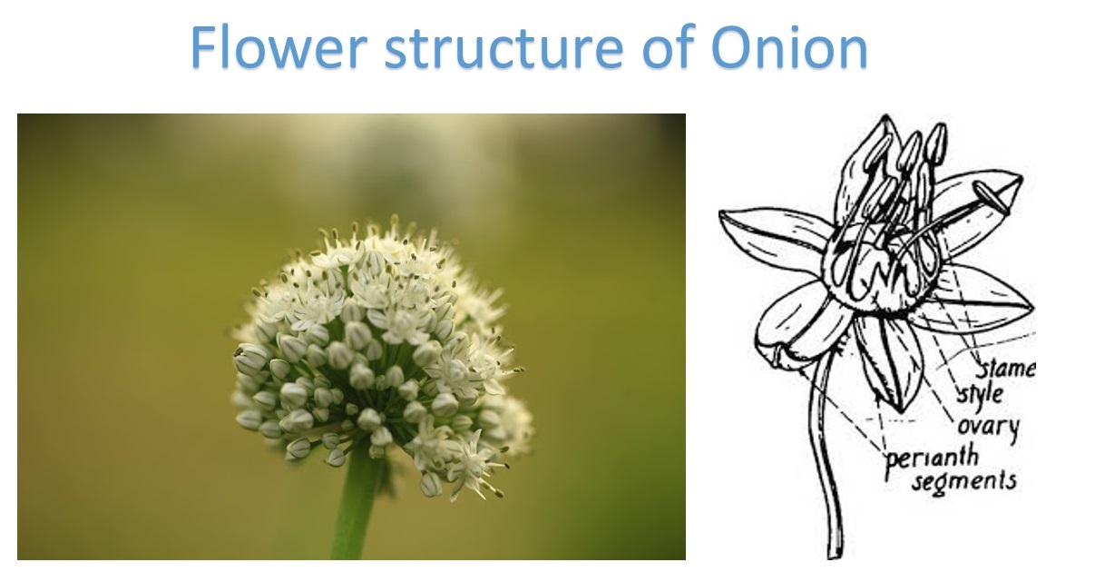 Floral Morphology of Vegetables A2Z VegScience