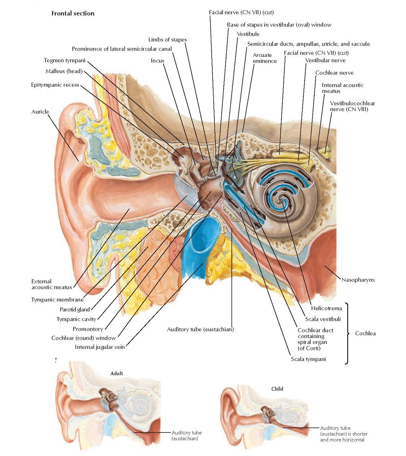 Ear and Course of Sound in Cochlea Anatomy pediagenosis