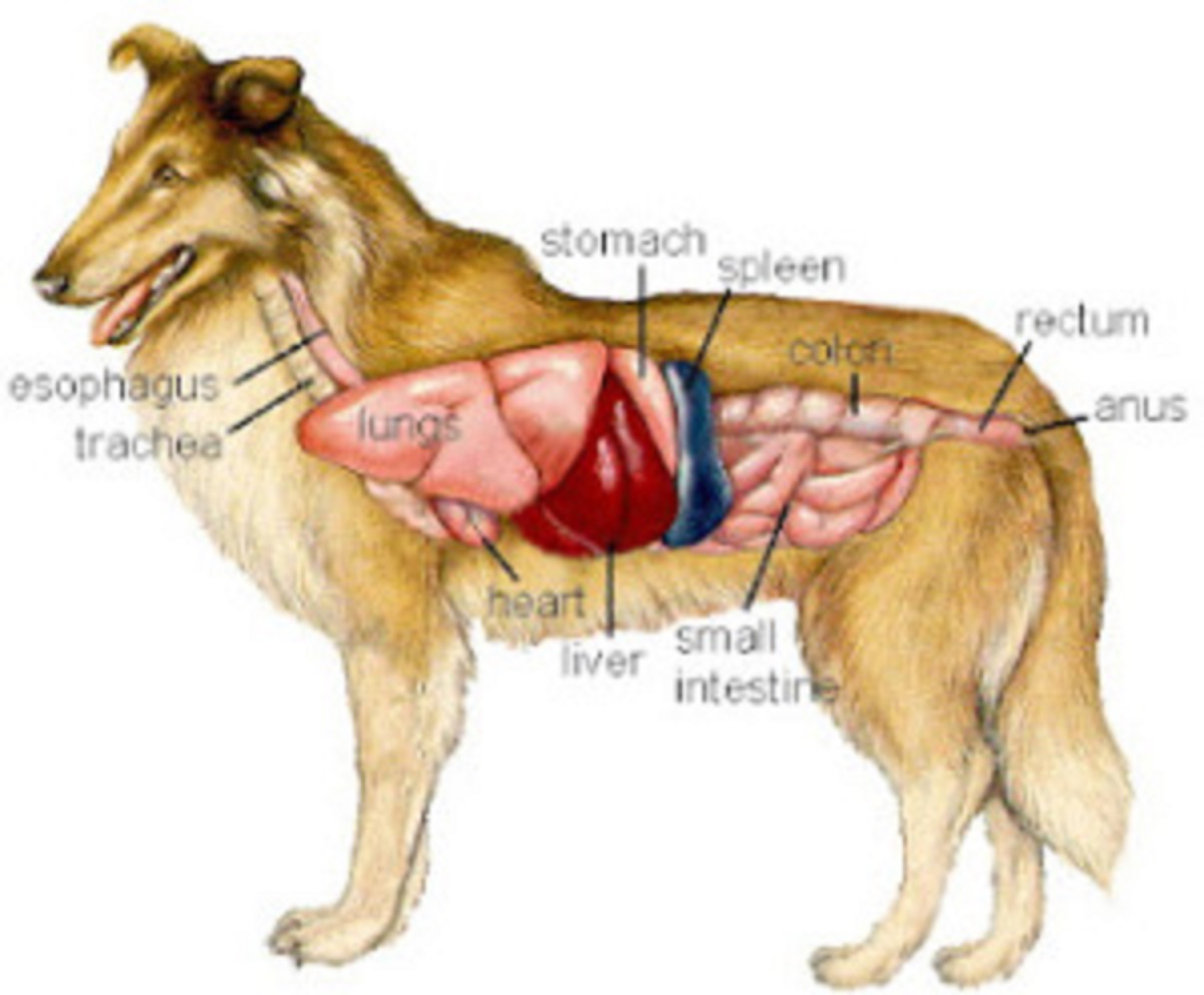 Dog Heart Disease and how to prevent it Doglopedix