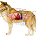 Dog Heart Disease and how to prevent it