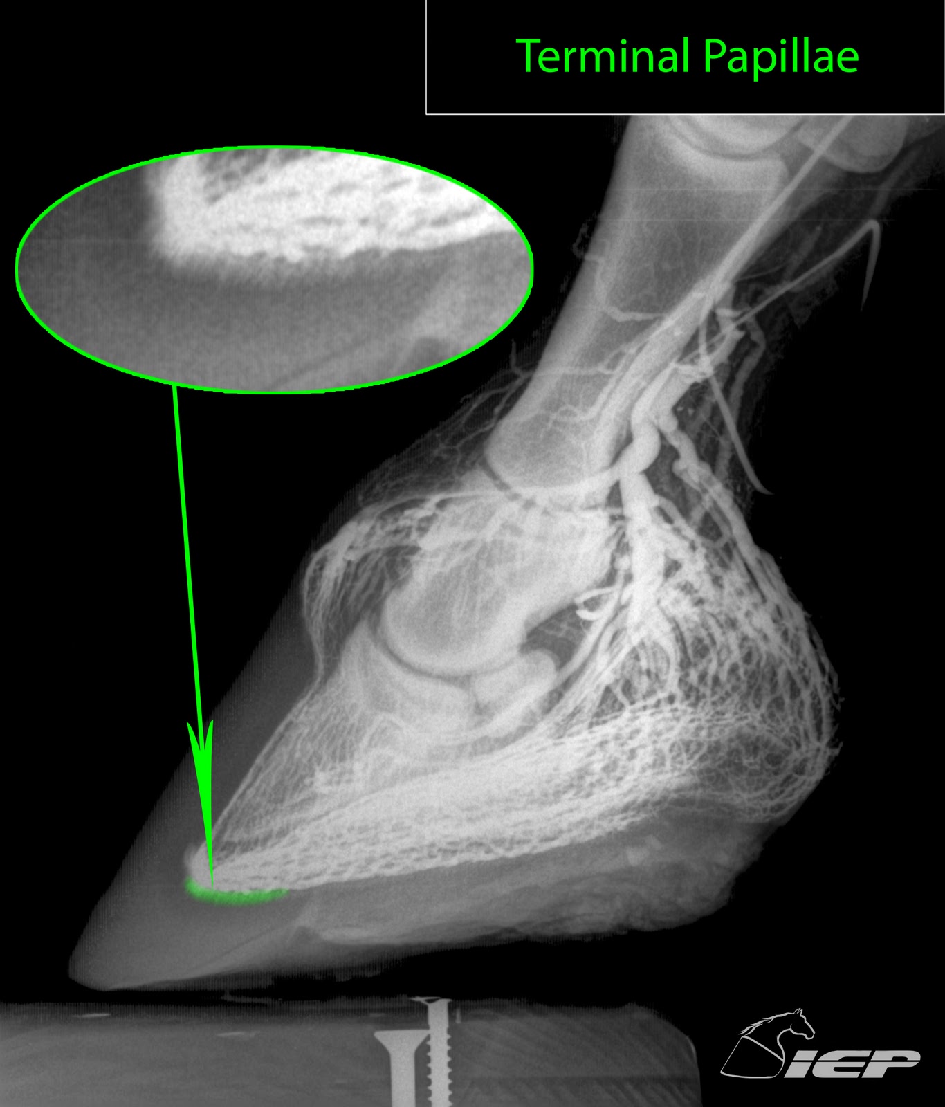 Innovative Equine Podiatry Normal Venogram references and descriptions