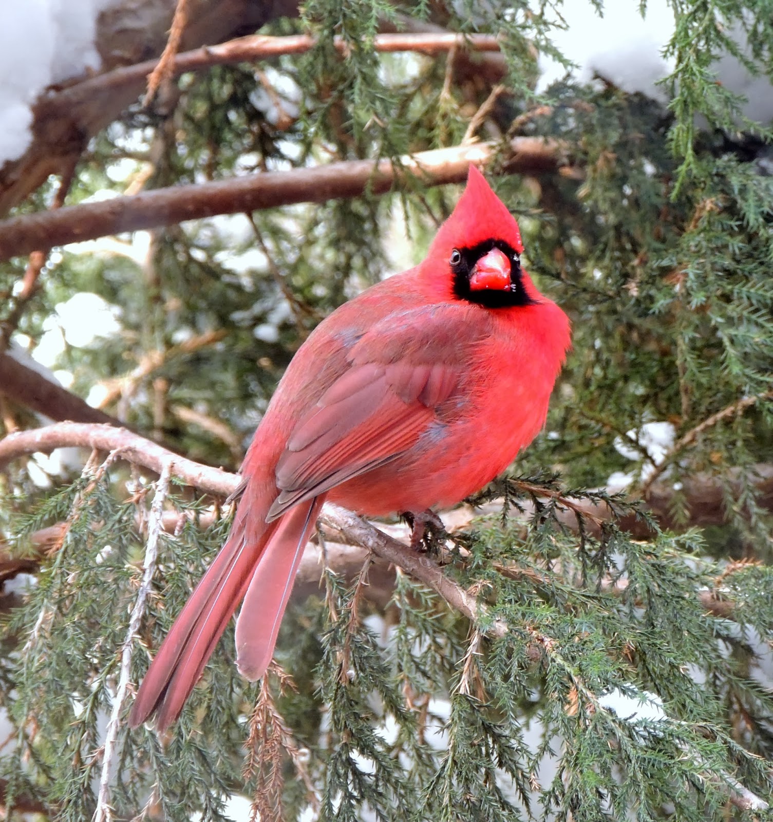 Birding Is Fun!: Cold (not Angry) Birds