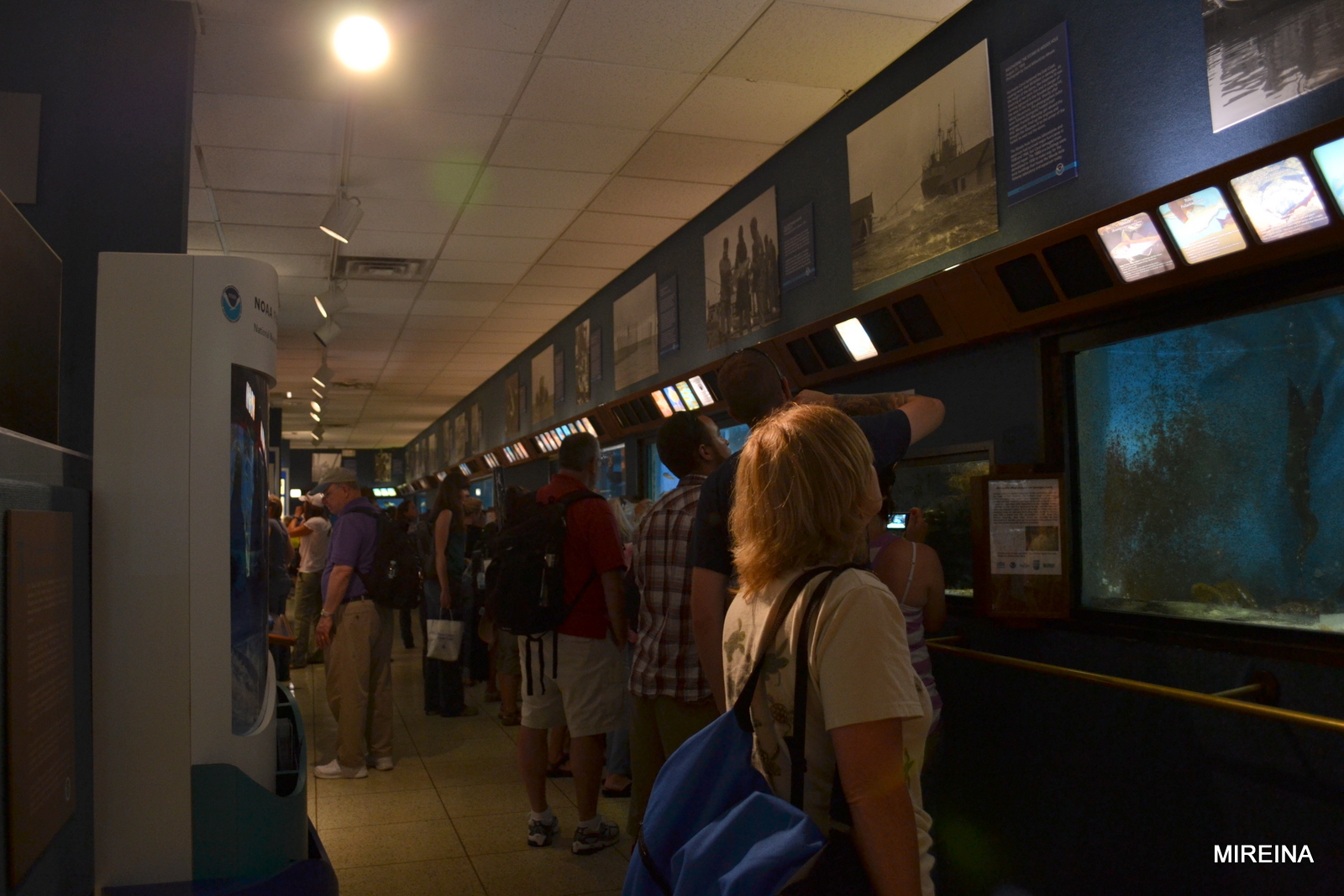 No Fish in The World Woods Hole Science Aquarium ウッズホールサイエンス水族館