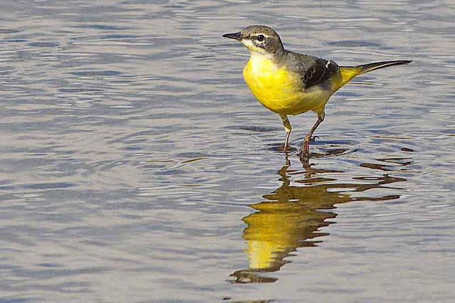 sideways glance, bird, water