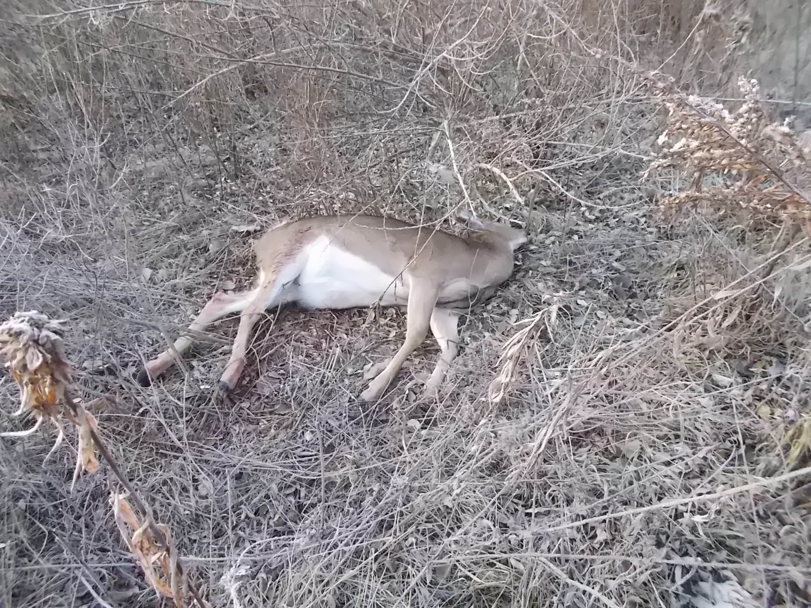 Eaton Rapids Joe Deer season, 2013 Update gory pictures warning