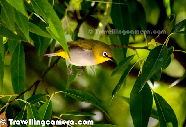During Diwali Vacations at my Home in Himachal Pradesh, I met various birds in our backyard. This time, there was a huge flock of small yellow birds on one of the trees around our home. These birds used to come every morning at around 9am when this tree gets first rays of sunlight. Let's check out this Photo Journey to know more about these birds and what all they do thereOut of all birds shared HERE, these yellow birds are most active and that motivated me to just focus on these birds this time. All these photographs are clicked during three mornings I spent at Home in Mandi, Himachal PradeshNot sure, if she noticed me in my balcony carrying a huge camera or trying to show something else :) ... These birds hardly spend 30 seconds on one branch. They keep flying from one branch of the tree to another. Tree was very dense and initially I was spending 90% of time locating them. They were in big number but still it was hard to locate these small birds on a dense branched tree. Above photograph is one of my favorite shot when one of the bird is exactly looking at me.The name of this bird is - Oriental White-eye, which is a small passerine bird in the white-eye family. It is a resident breeder in open woodland in tropical Asia, east from the Indian Subcontinent to Southeast Asia, extending to Indonesia and Malaysia. These birds forage in small groups, feeding on nectar and small insects. They are easily identified by the distinctive white eye-ring and overall yellowish upper parts. Several populations of this widespread species are named subspecies and some have distinctive variations in the extent and shades of yellows in their plumage.These birds are quite mischievousThese white-eyes are sociable, forming flocks which only separate on the approach of the breeding season. They are highly arboreal and only rarely descend to the ground. The breeding season is February to September but April is the peak breeding season and the compact cup nest is a placed like a hammock on the fork of a branch. The nest is made of cobwebs, lichens and plant fiber. The nest is built in about 4 days and the two pale blue eggs are laid within a couple of days of each other. The eggs hatch in about 10 days. Both sexes take care of brooding the chicks which fledge in about 10 days. Though mainly insectivorous, the Oriental White-eye will also eat nectar and fruits of various kindsA flying Oriental White-eye birdThis bird is small (about 8 cm long) with yellowish olive upper parts, a white eye ring, yellow throat and vent. The belly is whitish grey but may have yellow in some subspecies. Both Male and female Oriental White-eye look similar.