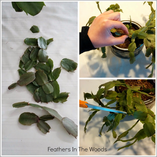How to Cut Back a Christmas Cactus