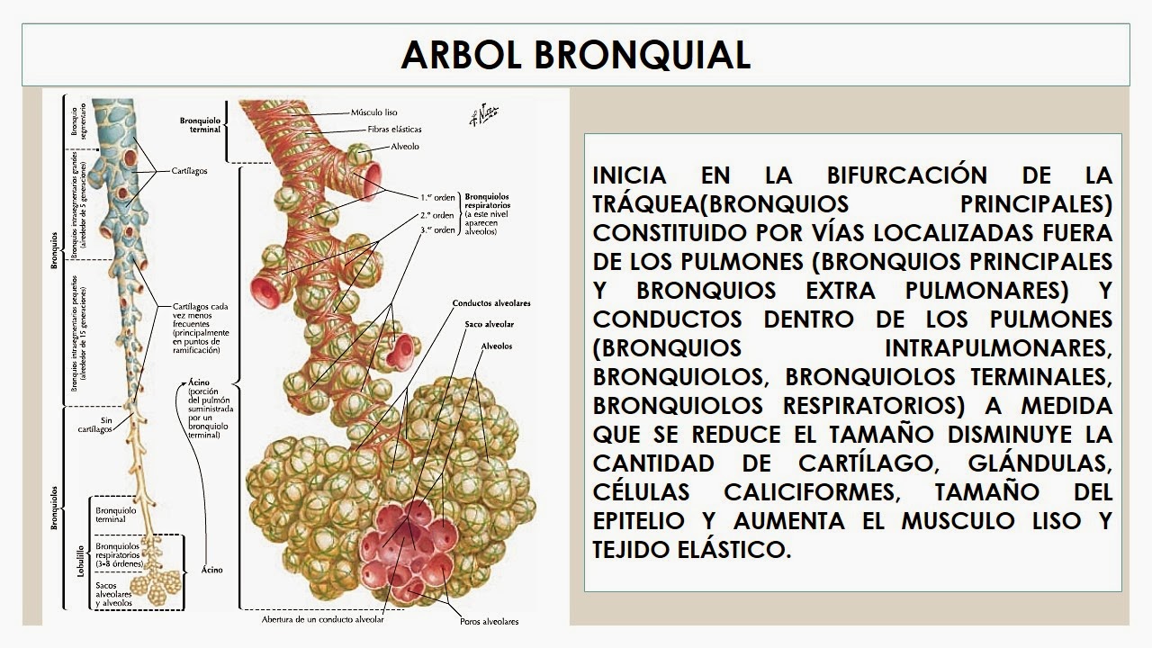 TEMAS MÉDICOS: HISTOLOGÌA PULMON