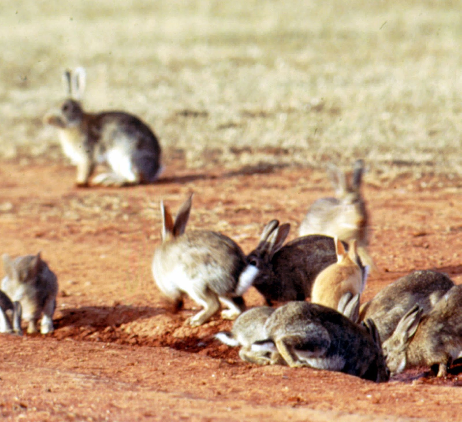 Resources for Life Science Addition of New (Invasive) Organisms into