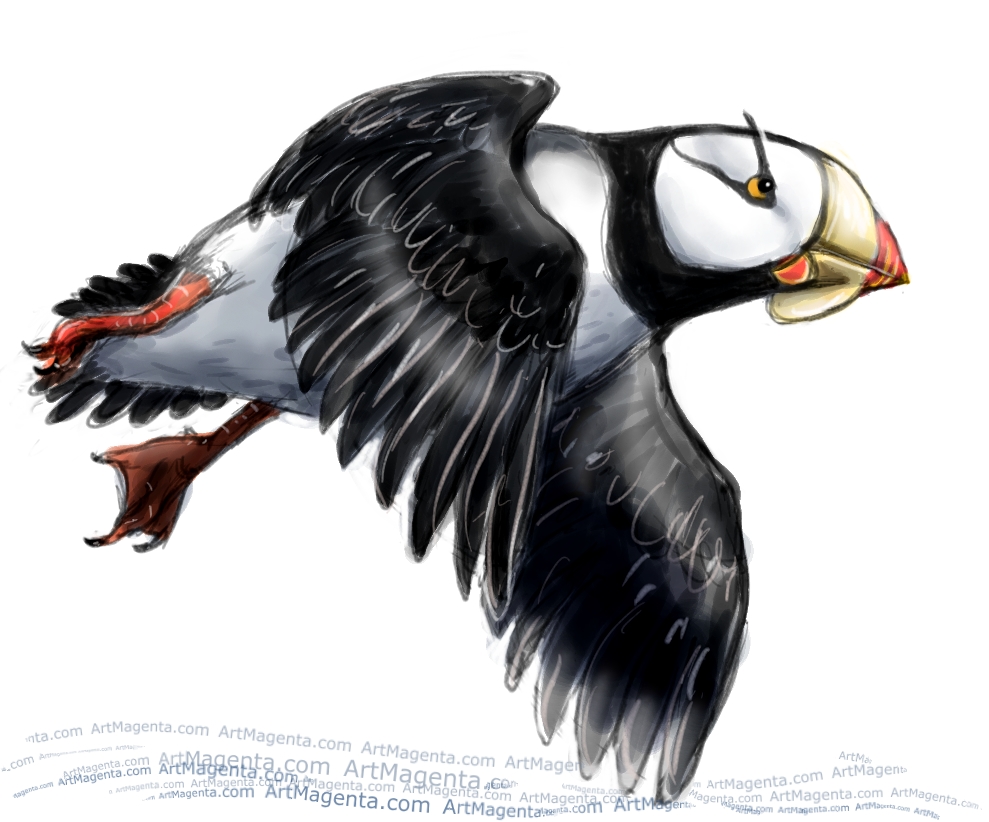 Horned Puffin sketch painting. Bird art drawing by illustrator Artmagenta