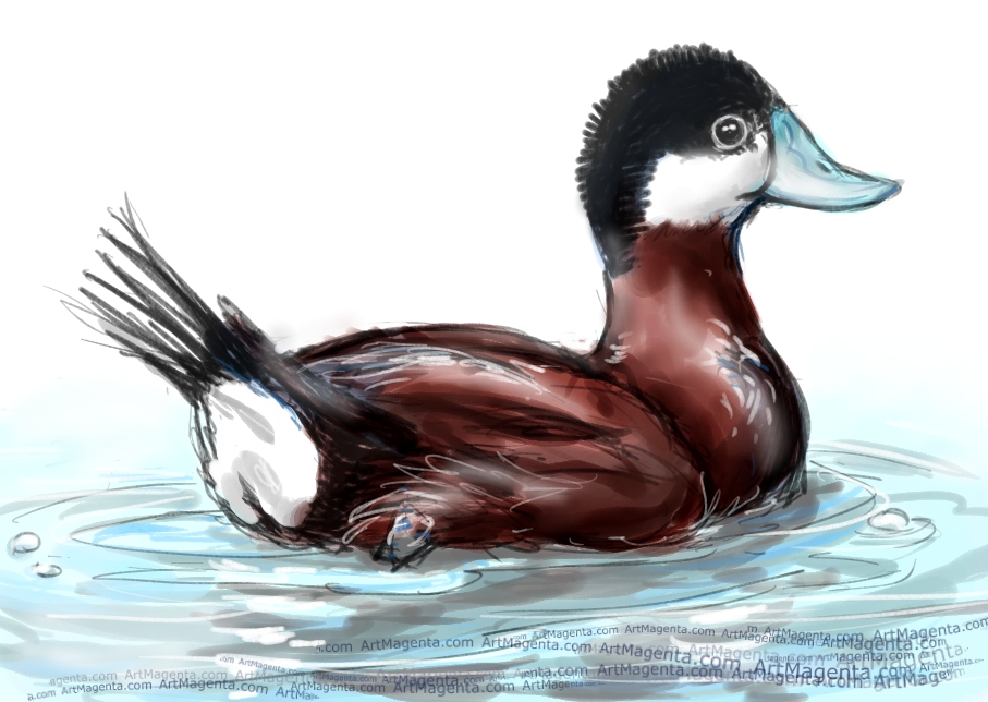 Ruddy Duck sketch painting. Bird art drawing by illustrator Artmagenta