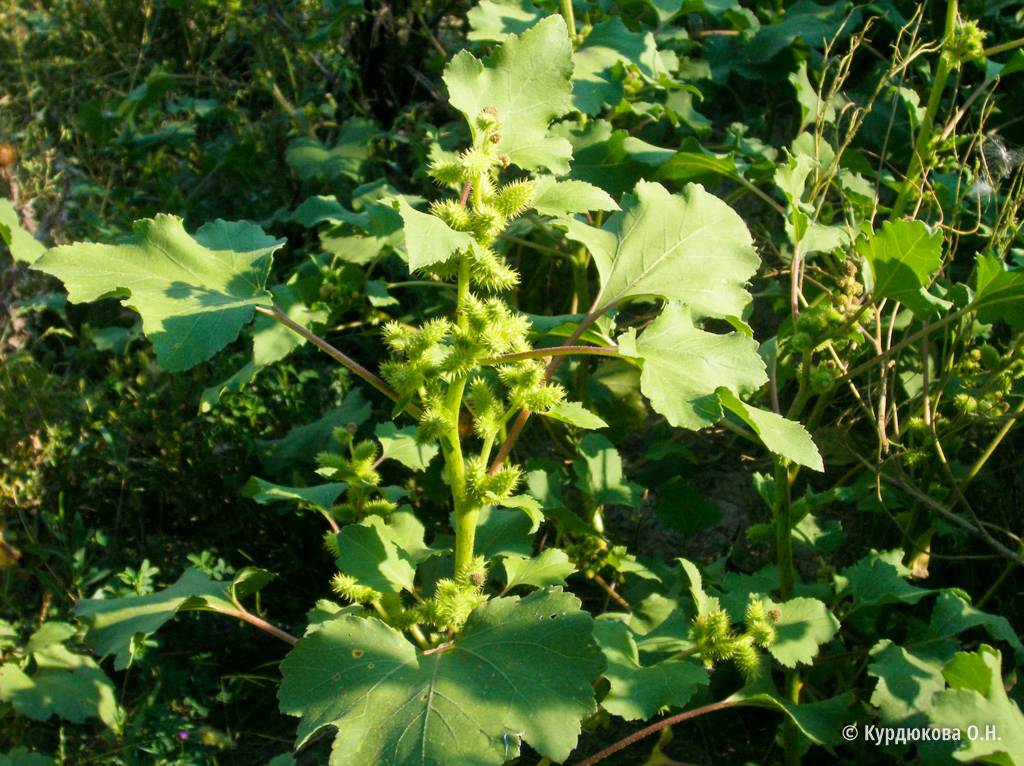 будра плющевидная поляна. бодяк огородный листья. сорняк 7. воробейник краснокорневой голубой. кривоцвет растение.