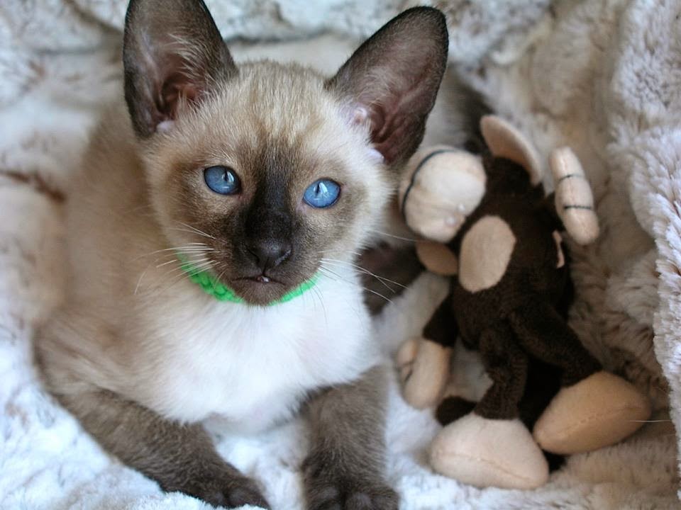 Seal Point Siamese kittens for sale from Carolina Blues Cattery