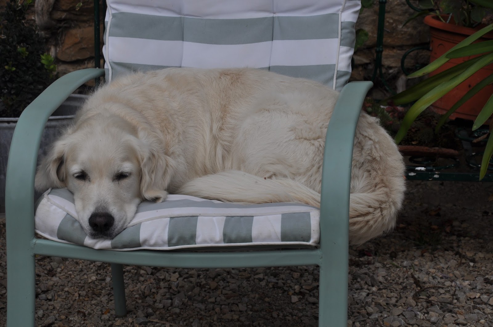 TAG online Dogs are not allowed on the furniture in our house