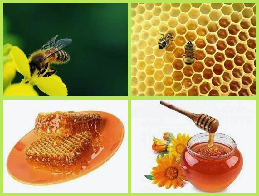 Honey Bee Farming Income | Business Ideas