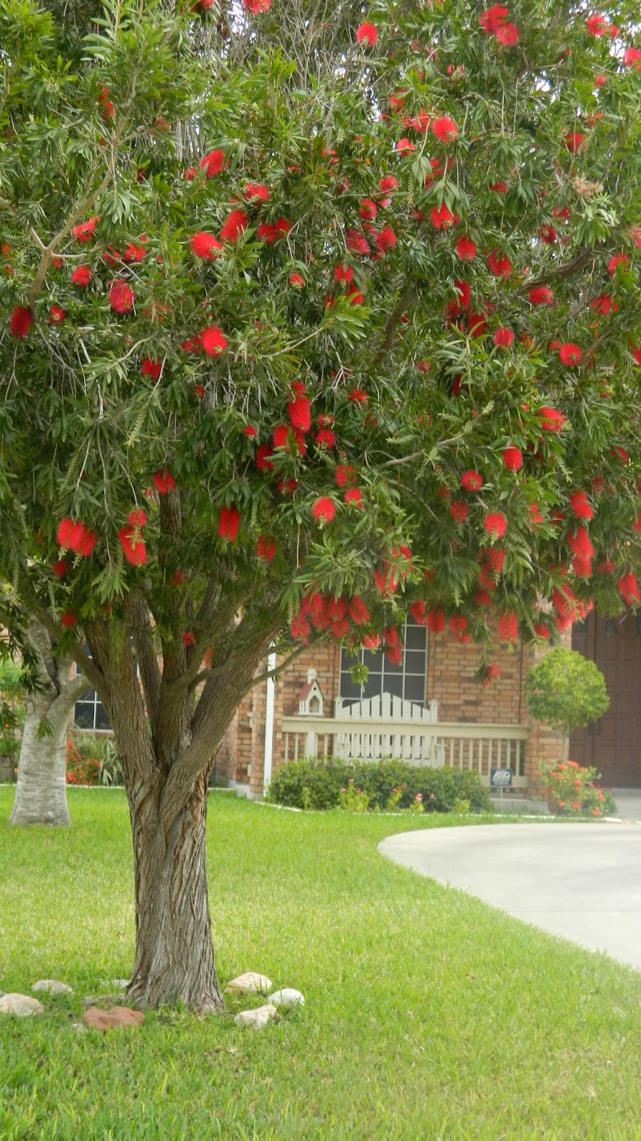 High Heels and Daffodils Bottle Brush Tree.