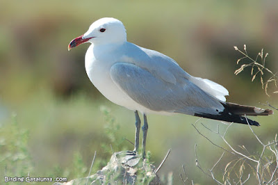 Gavina corsa (Ichthyaetus audouinii)