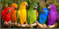 https://ugc.kn3.net/i/origin/http://3.bp.blogspot.com/-B4CzNNARmSg/UYpLNddoL8I/AAAAAAAAD8s/wl6alzBQvlI/s1600/loros.jpg