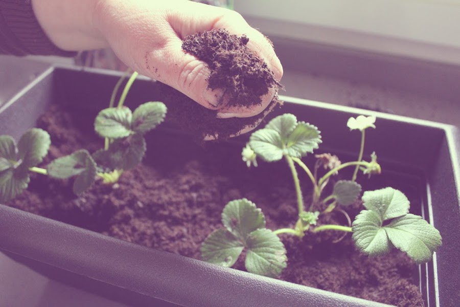 7 tips para plantar fresas con éxito