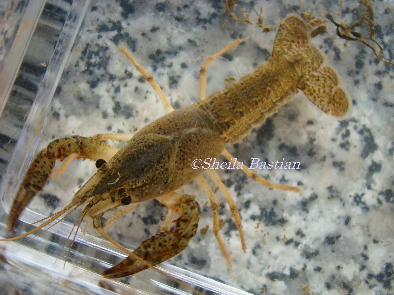 Science Magazine THE FRESHWATER LOBSTER OR CRAYFISH RIVER PUDIO