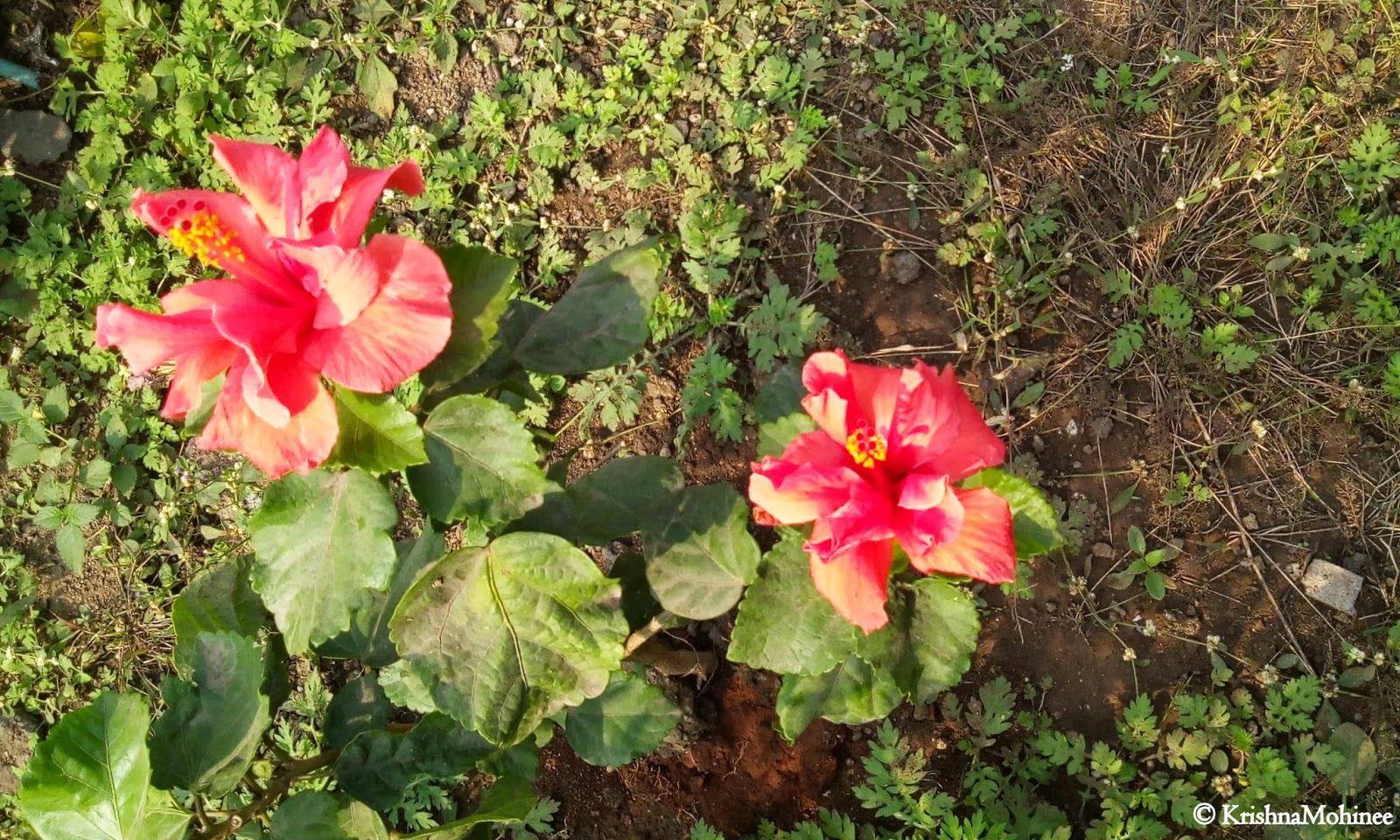 Image: Twin Jasood Flowers