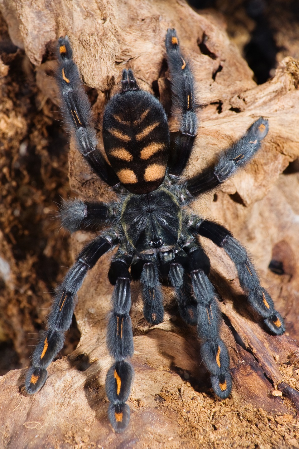TARANTULAS Alive And Up Close Arboreal Tarantulas