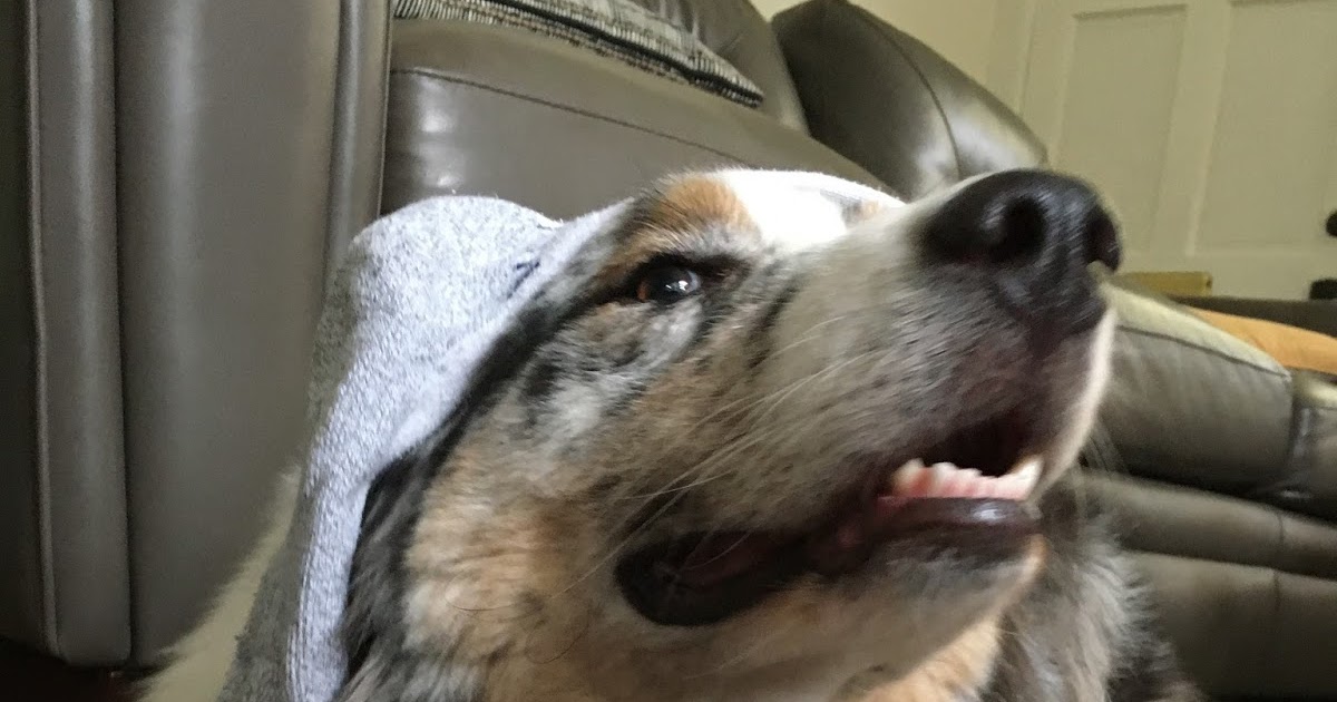 Good Dogs Allowed Canine Pica; My Dog Eats Socks, Rocks and Blocks!