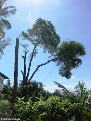 Neighbours tamarind tree