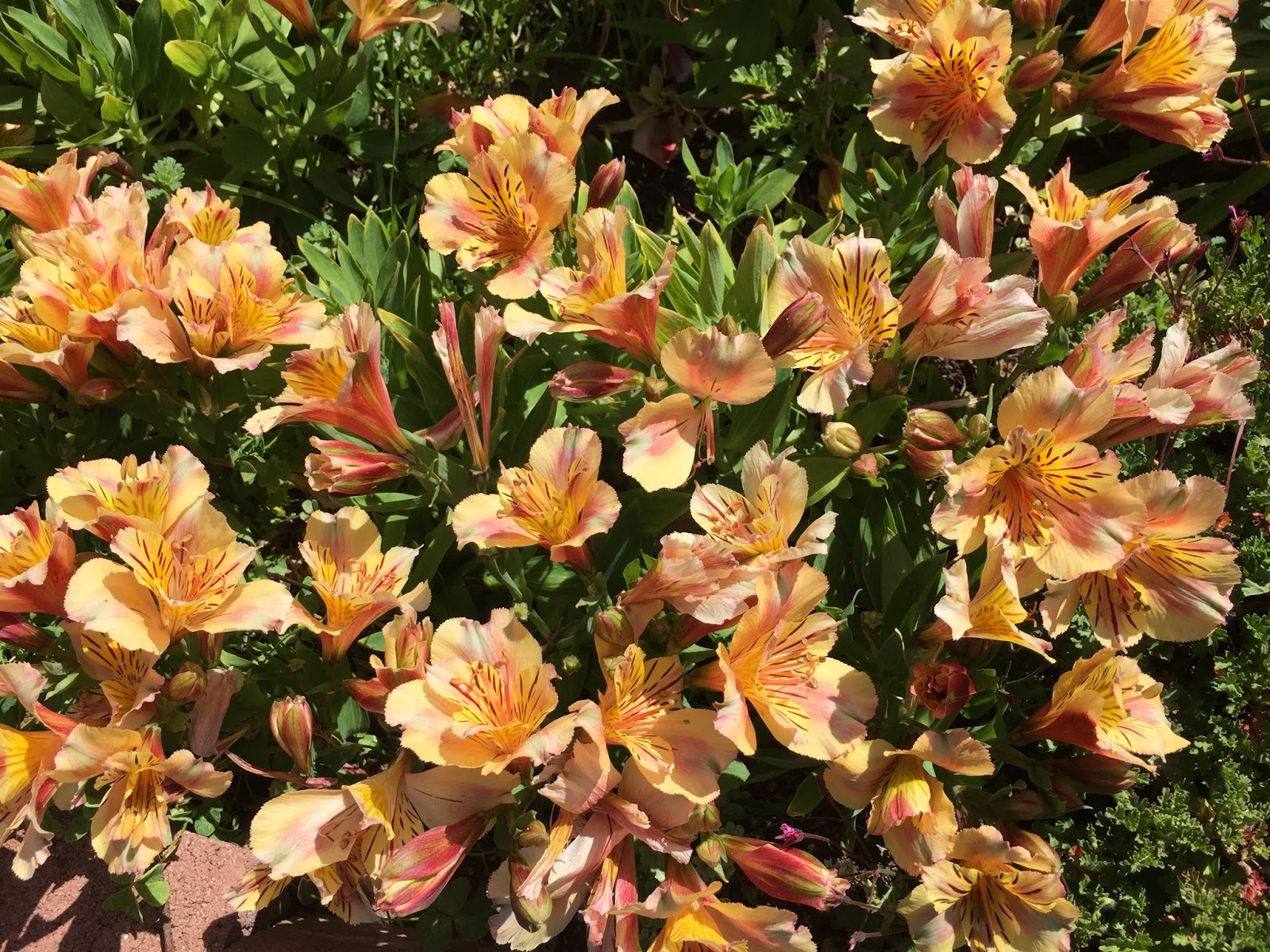 Aprille's SoCal Gardening Dwarf Alstroemeria