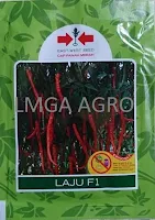 cabai laju f1,benih cabe laju,cabai keriting,benih cabai laju f1,panah merah,LMGA AGRO