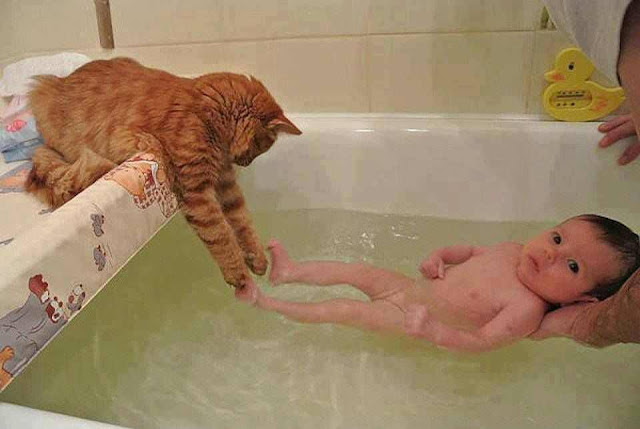 Cat-playing-with-a-baby-in-a-bathtub-Kucing-dengan-baby