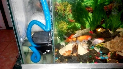Harga Aquarium Filter Samping